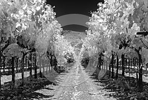 Napa Valley vineyard, between the rows, infrared