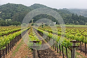 Napa Valley vineyard rows