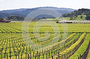 Napa Valley vineyard in Spring