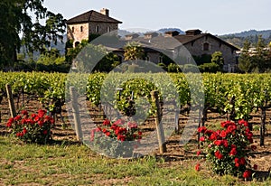 La Valle vigneti sul tramonto 