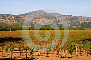 Napa Valley vineyard at sunset