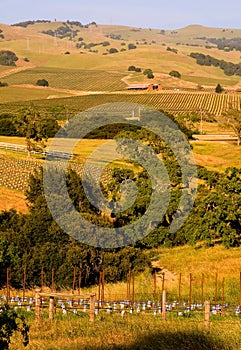 Napa Valley vineyard at sunset