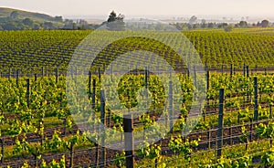 Napa Valley vineyard at sunset