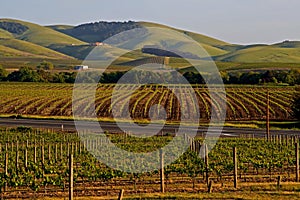 Napa Valley vineyard at sunset