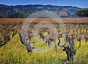 Napa Valley Vineyard, Wine Country California photo