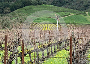 Napa Valley vineyard in Winter