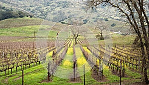 Napa Valley vineyard photo
