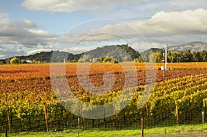 Napa Valley Vineyards in Autumn Colors