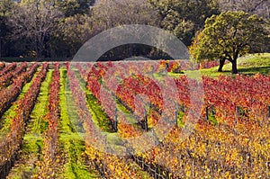 Napa Valley Vineyards in Autumn Colors photo