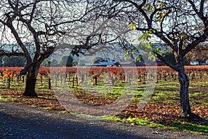 Napa Valley Vineyards in Autumn Regalia