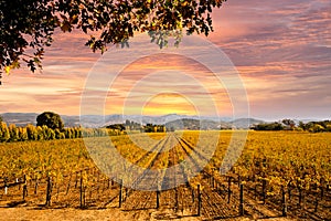 Napa Valley Vineyards Autumn Sunset photo