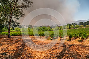 Napa Valley Vineyards Engulfed by Wildfire