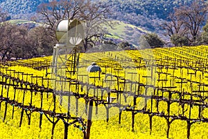 Napa Valley Vineyards and Mustard in Spring