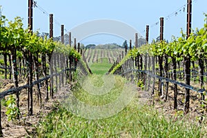 Napa Valley Vineyards