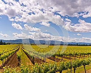 Napa Valley Vineyards, Spring, Mountains, Sky, Clouds