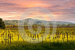 Napa Valley Vineyards Spring Sunrise