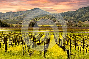 Napa Valley Vineyards Sunrise