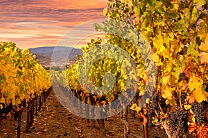 Napa Valley Vineyards Sunrise photo