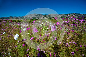 Napa Valley Wildflowers - Napa Valley, California