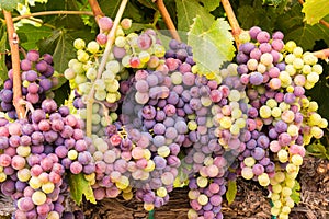 Napa Valley Wine Grape Clusters Ready for Harvest photo