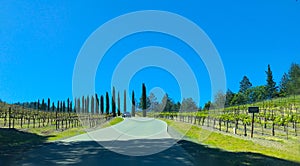 Napa vineyard entrance with tall Cypress Trees, grape vines and winding road