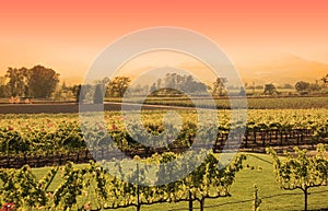 Napa Vineyard sunset photo