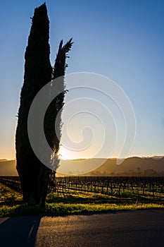 Napa in Winter