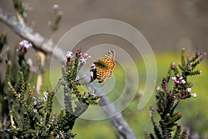 Napaea or Mountain Fritillary, boloria napaea, butterfly, adult, Torres Del Paine National Park, Chile