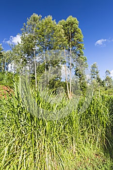 Napier Grass Crop in Kiambu, Kenya