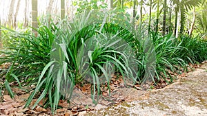 Napier grass, elephant grass, pennisetum purpureum