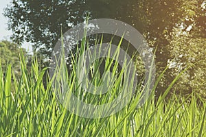 Napier Grass Field with Nature Background