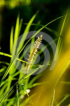 Napier grass flower in sunny day