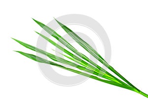 Napier grass isolated on white background focus selection.