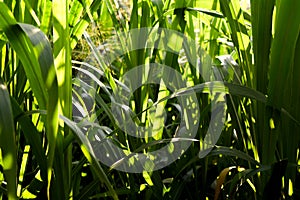 Napier grass in the morning light.