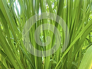 Napier grass Pennisetum purpureum, slender green leaves Used as food for ruminants Can be cut And design editing