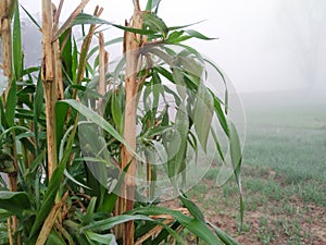 Napier grass plant photo during morning