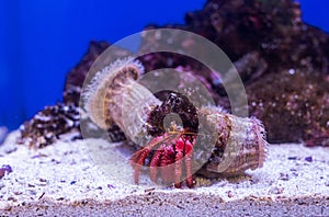 Naples Aquarium Anton Dorn is the oldest aquarium in all of Italy. Red-colored crab in a blue-lit aquarium sits in a shell. Hermit