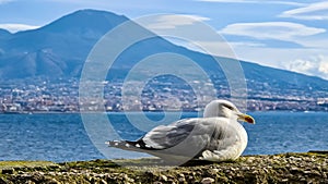 Naples - Seagull on the wall of Castel dell Ovo with panoramic view on mount Vesuvius in Naples, Italy, Europe