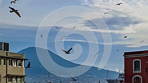 Naples - Seaguls flying in the harbor in Naples with panoramic view on volcano Mount Vesuvius in Naples, Italy