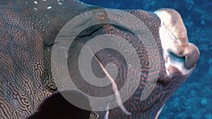 Napoleon Fish on Coral Reef in ocean sea close up