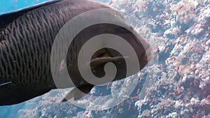 Napoleon Fish on Coral Reef in ocean sea close up