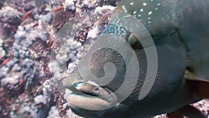 Napoleon Fish on Coral Reef in ocean sea close up