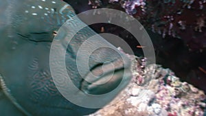 Napoleon Fish on Coral Reef in ocean sea close up