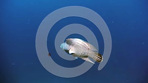 Napoleon Fish on Coral Reef in ocean sea close up