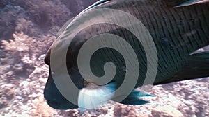 Napoleon Fish on Coral Reef in ocean sea close up