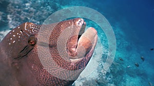 Napoleon Fish on Coral Reef in ocean sea close up