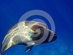 Napoleon fish. Fish - type bone fish Osteichthyes. Gubanovye - Labridae. Fish - Napoleon.