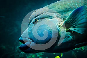 Napoleon fish or Humphead wrasse close up