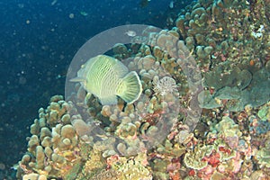 Napoleon fish swimming above coral reef