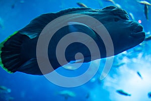 Napoleon Fish swimming at the Great Barrier Reef. Ocean life